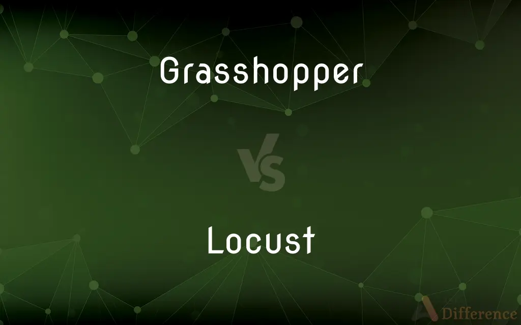 Grasshopper vs. Locust — What's the Difference?