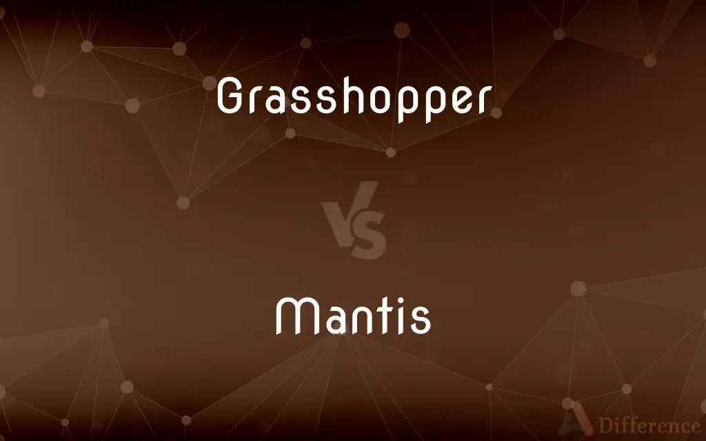 Grasshopper vs. Mantis — What's the Difference?