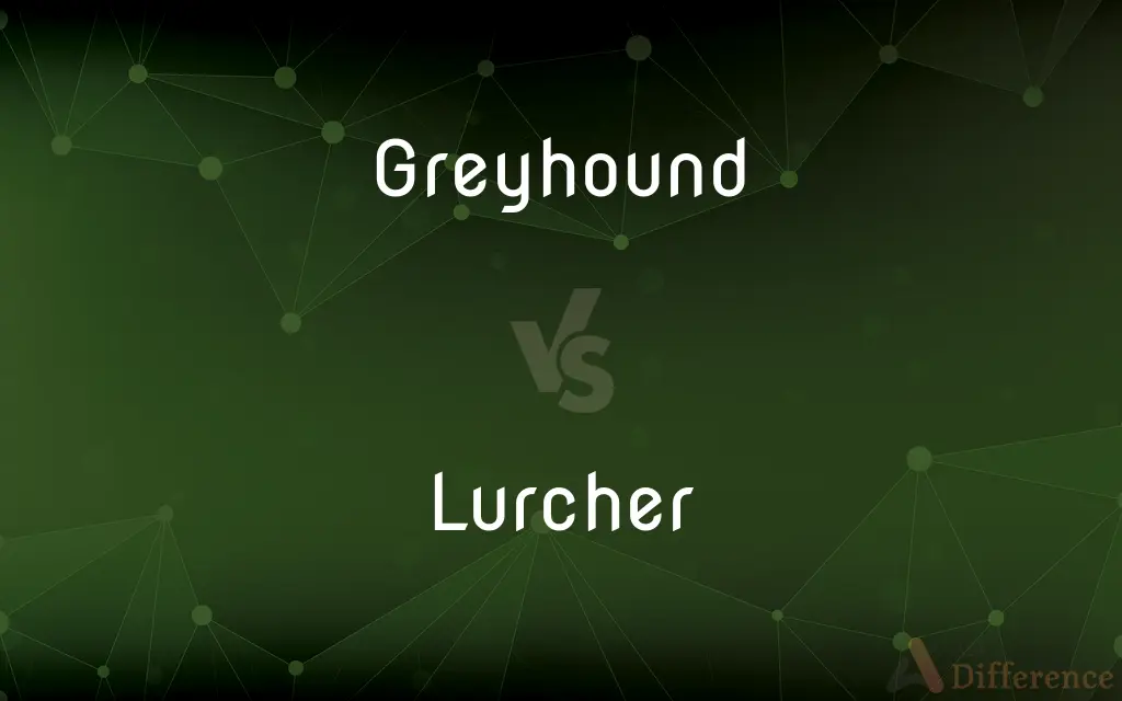 Greyhound vs. Lurcher — What's the Difference?