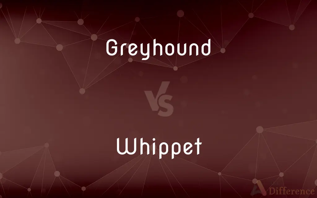 Greyhound vs. Whippet — What's the Difference?