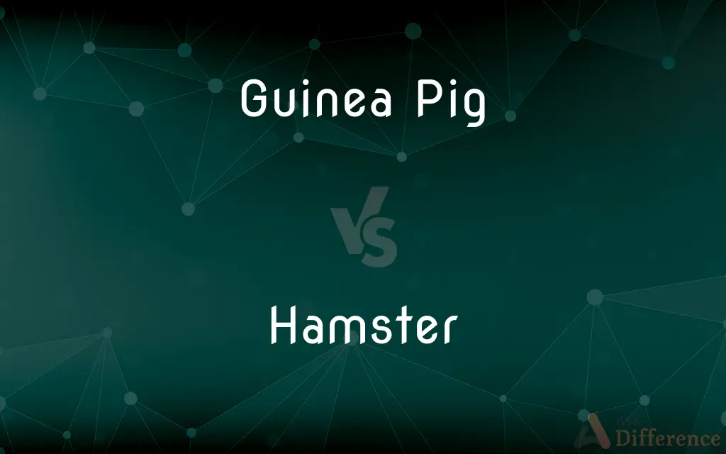 Guinea Pig vs. Hamster — What's the Difference?