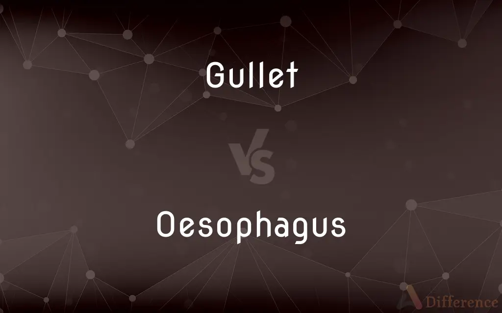 Gullet vs. Oesophagus — What's the Difference?