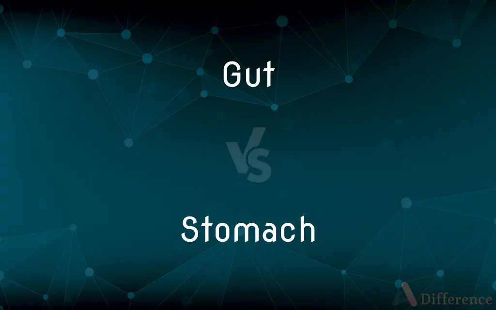 Gut vs. Stomach — What's the Difference?