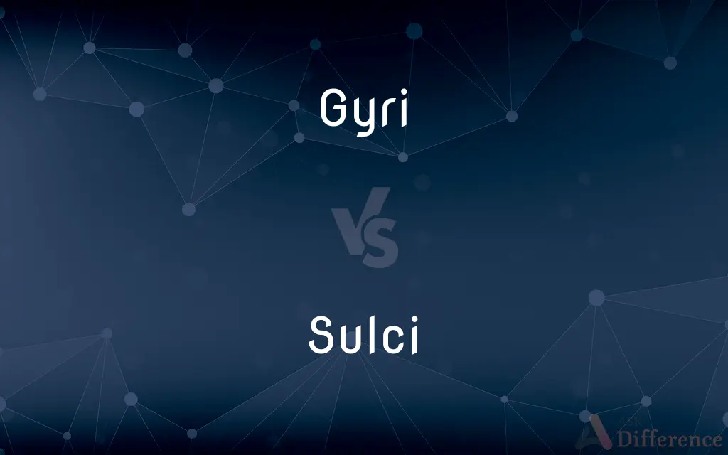 Gyri vs. Sulci — What's the Difference?