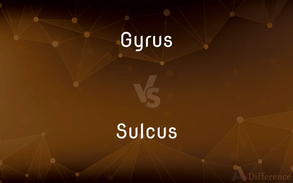 Gyrus vs. Sulcus — What's the Difference?