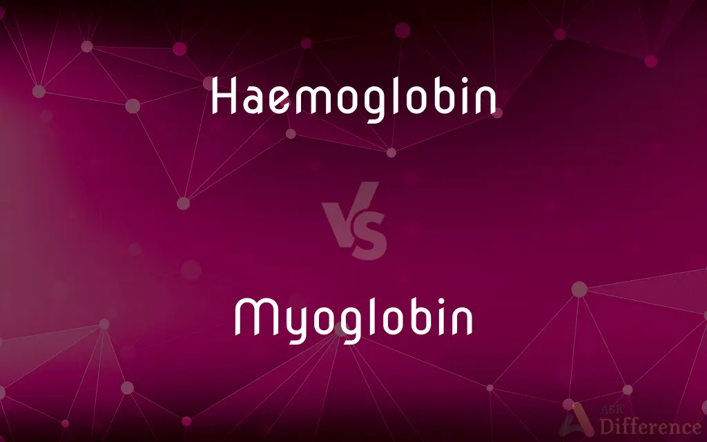 Haemoglobin vs. Myoglobin — What's the Difference?