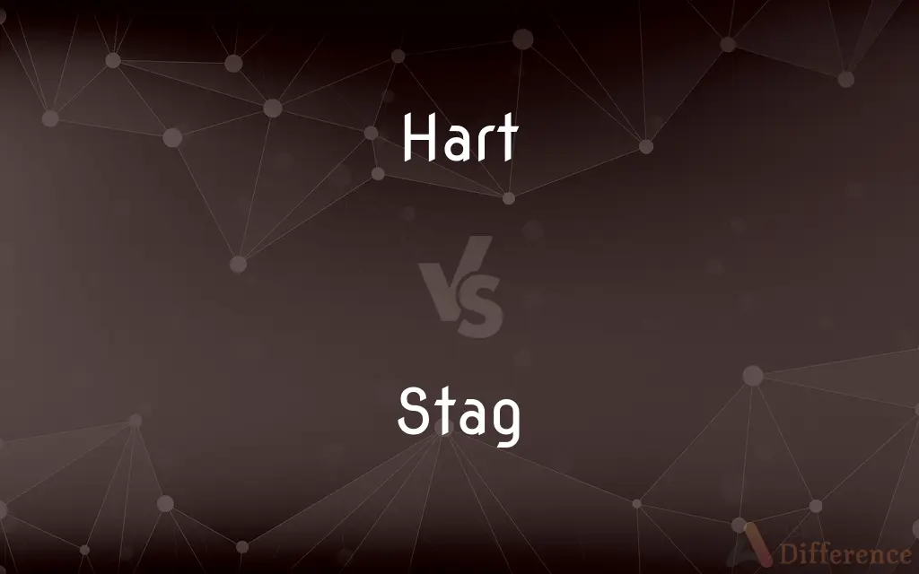 Hart vs. Stag — What's the Difference?