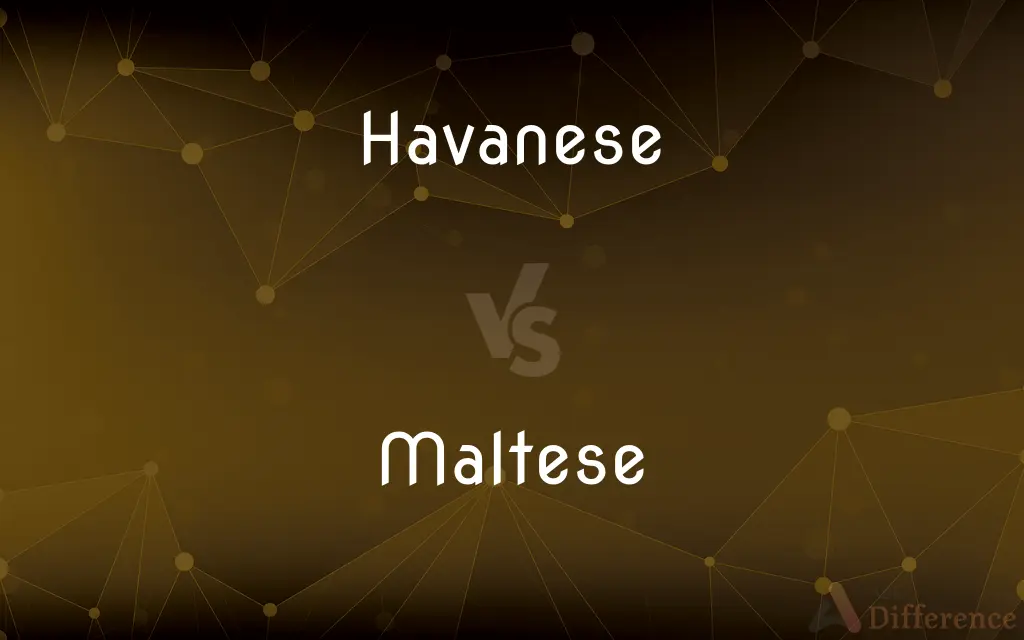 Havanese vs. Maltese — What's the Difference?