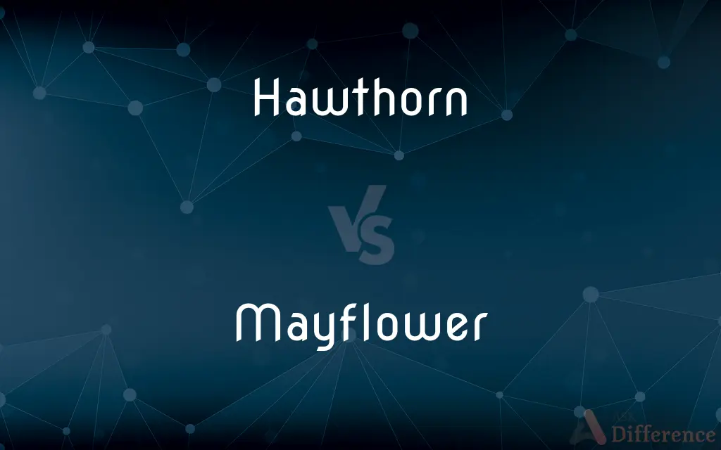 Hawthorn vs. Mayflower — What's the Difference?