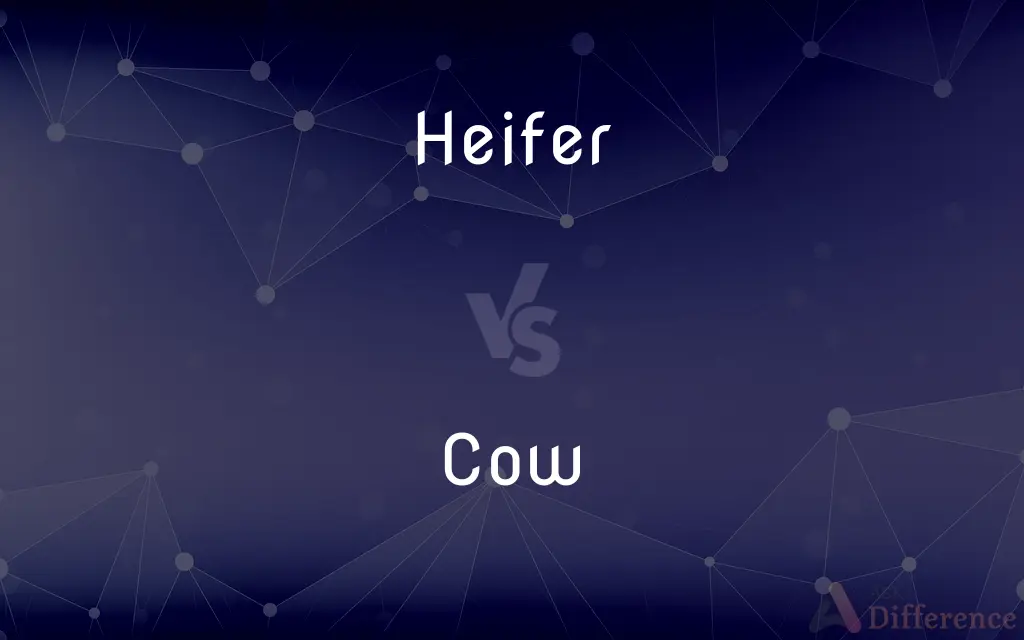 Heifer vs. Cow — What's the Difference?