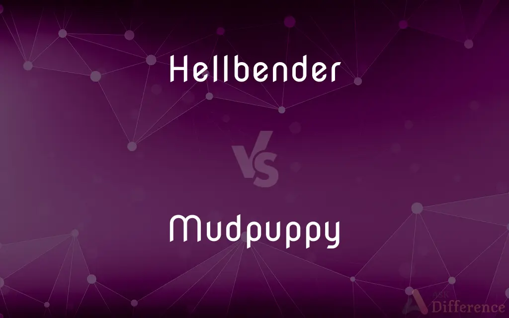 Hellbender vs. Mudpuppy — What's the Difference?