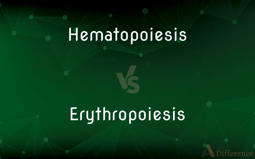 Hematopoiesis vs. Erythropoiesis — What's the Difference?
