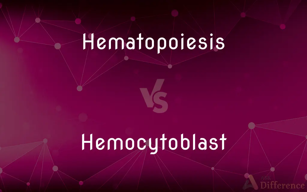 Hematopoiesis vs. Hemocytoblast — What's the Difference?