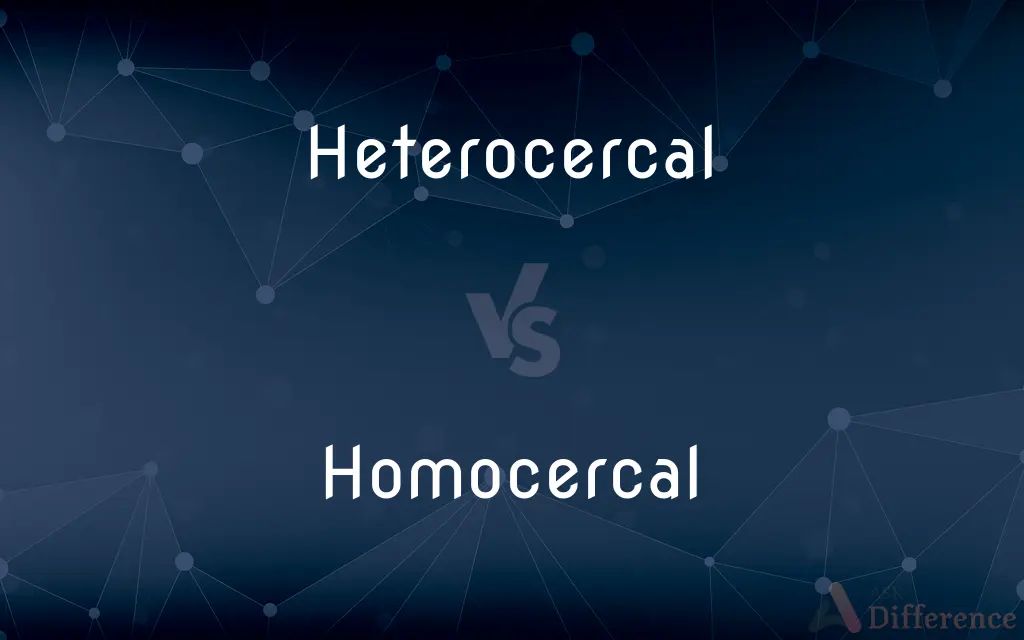 Heterocercal vs. Homocercal — What's the Difference?