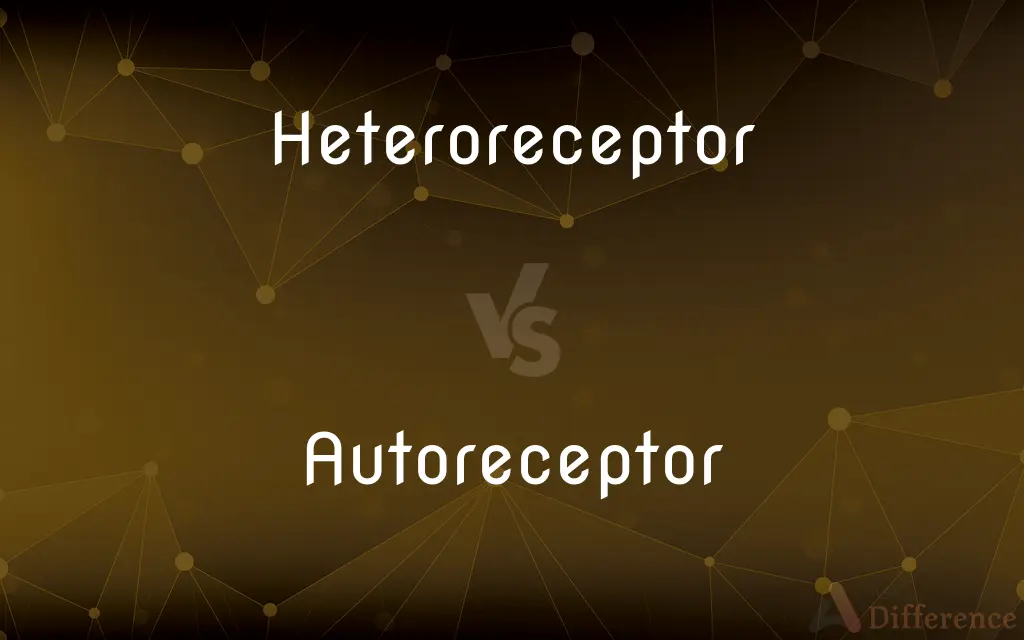 Heteroreceptor vs. Autoreceptor — What's the Difference?