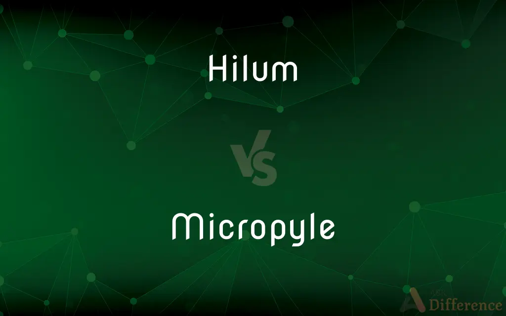 Hilum vs. Micropyle — What's the Difference?