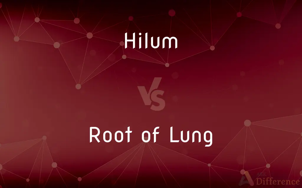 Hilum vs. Root of Lung — What's the Difference?