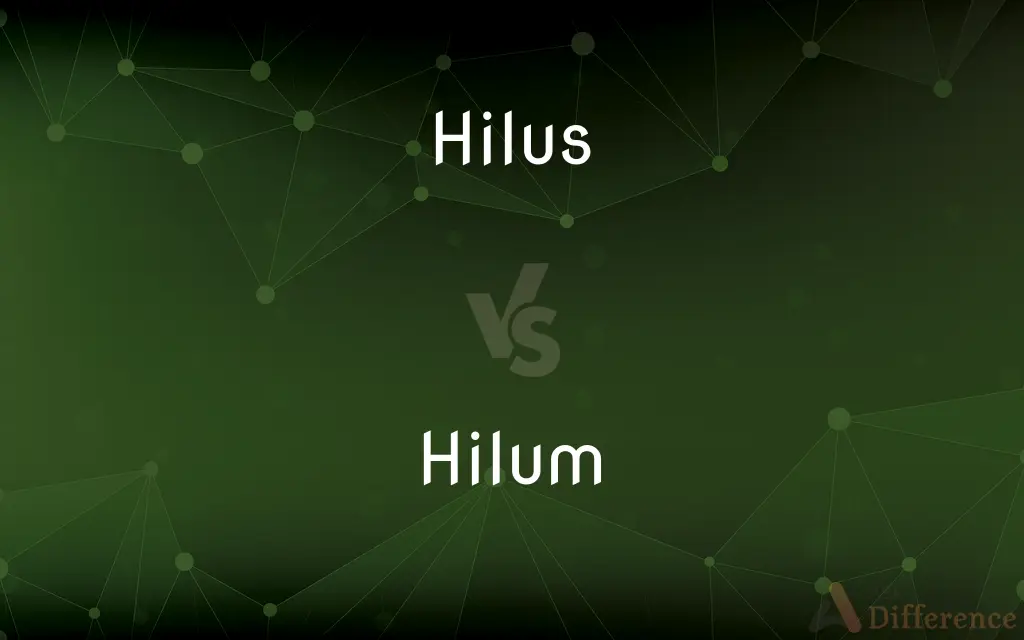 Hilus vs. Hilum — What's the Difference?