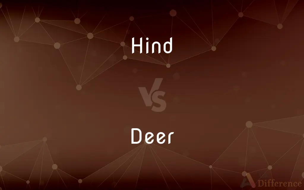 Hind vs. Deer — What's the Difference?