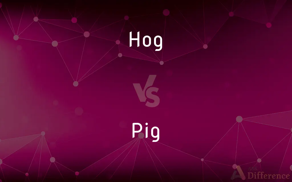Hog vs. Pig — What's the Difference?
