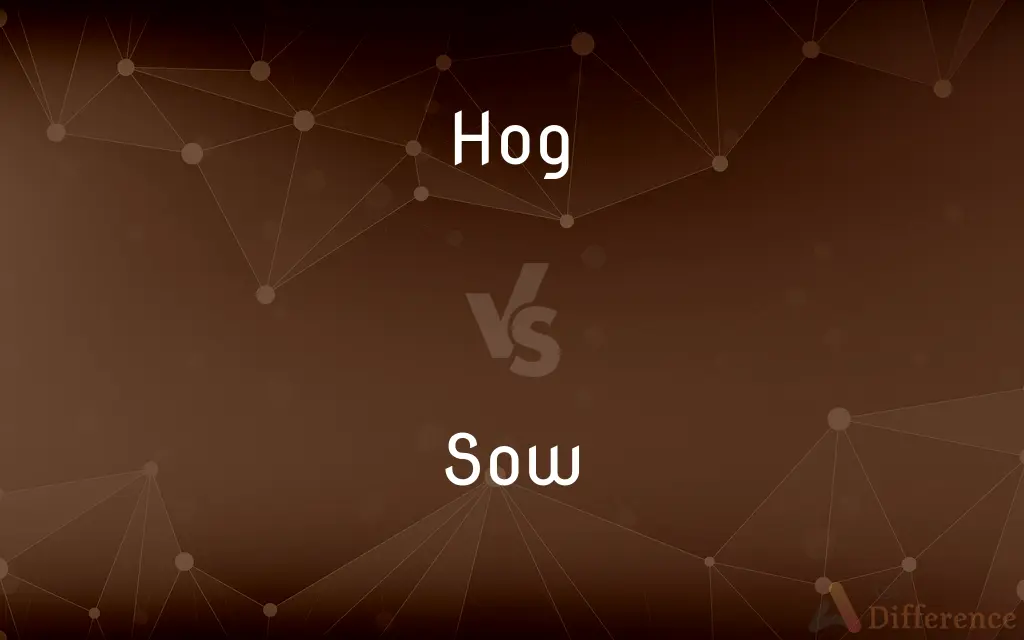 Hog vs. Sow — What's the Difference?