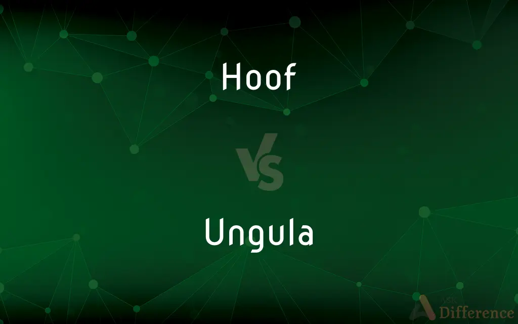 Hoof vs. Ungula — What's the Difference?