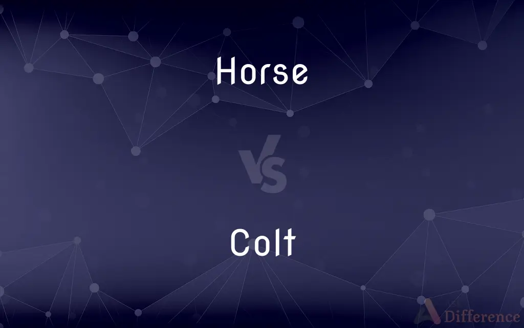 Horse vs. Colt — What's the Difference?