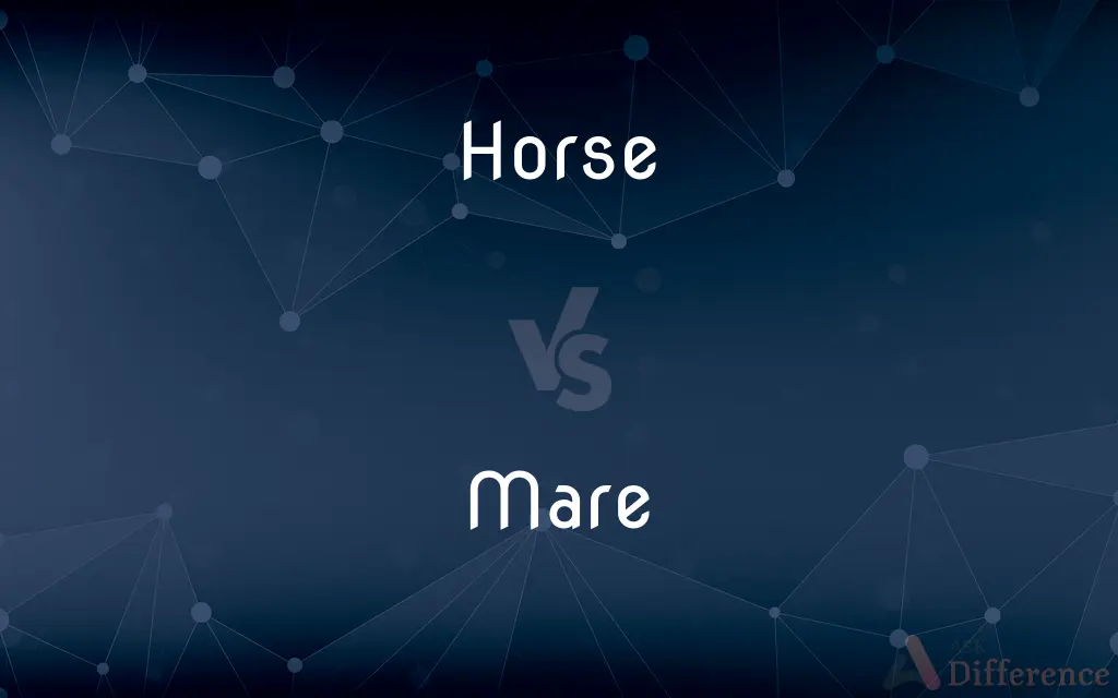 Horse vs. Mare — What's the Difference?