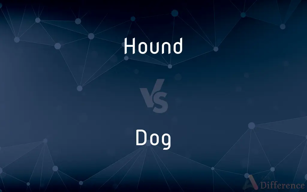 Hound vs. Dog — What's the Difference?
