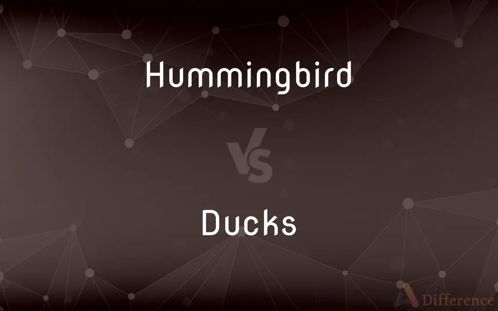 Hummingbird vs. Ducks — What's the Difference?