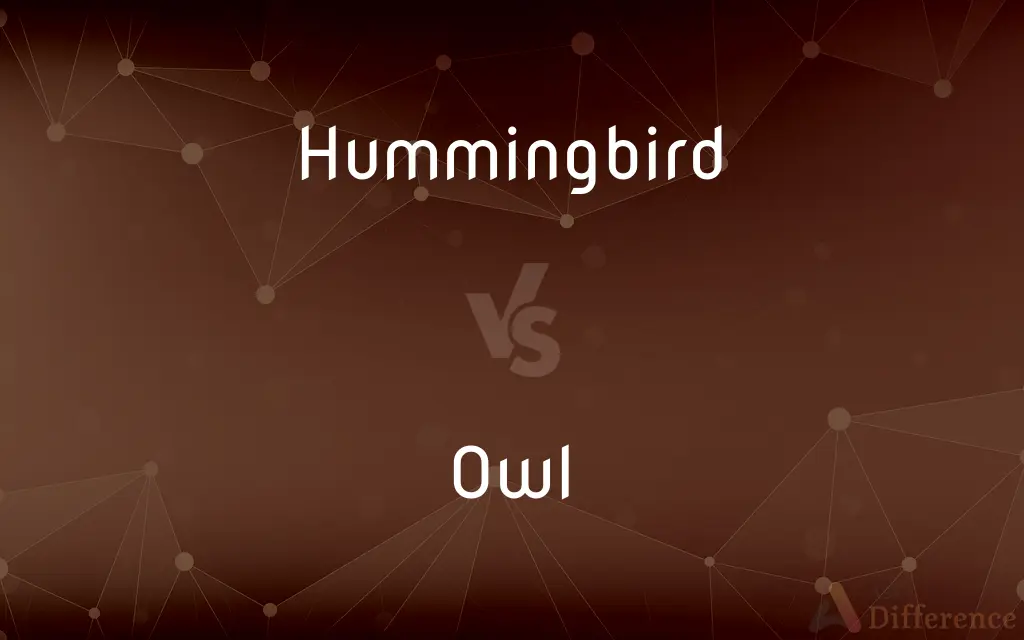 Hummingbird vs. Owl — What's the Difference?