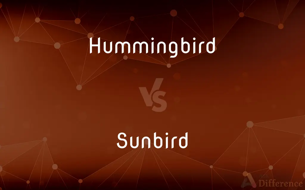 Hummingbird vs. Sunbird — What's the Difference?