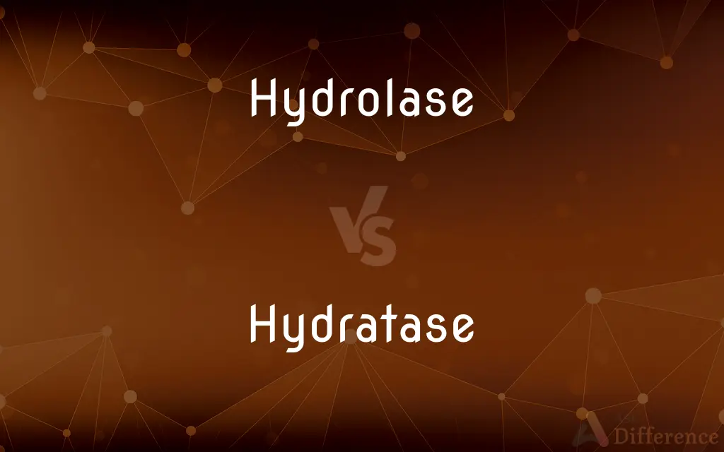 Hydrolase vs. Hydratase — What's the Difference?