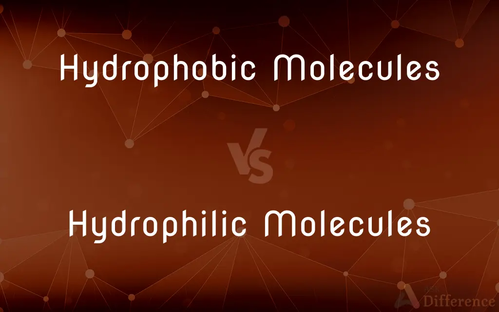 Hydrophobic Molecules vs. Hydrophilic Molecules — What's the Difference?