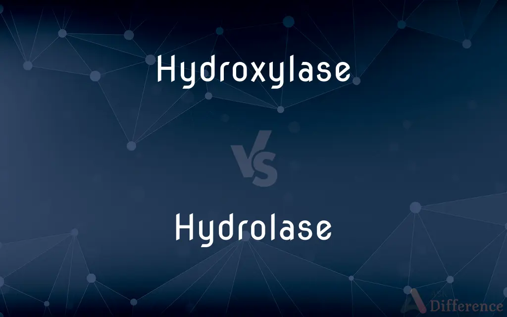 Hydroxylase vs. Hydrolase — What's the Difference?