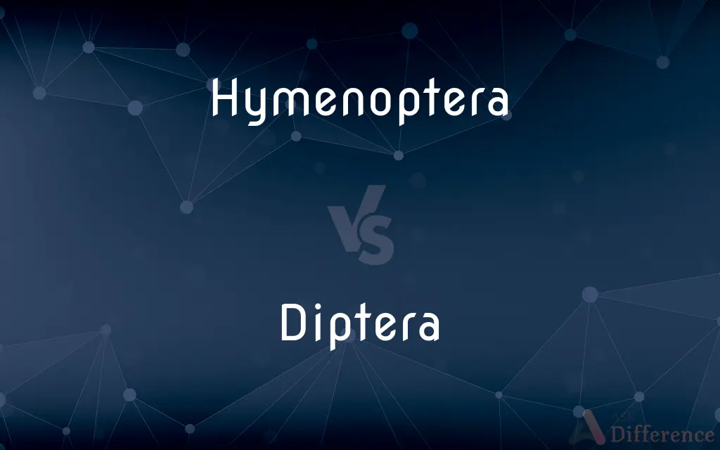 Hymenoptera vs. Diptera — What's the Difference?