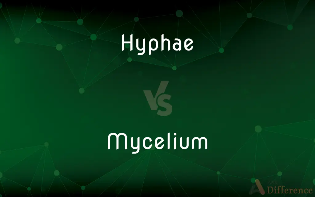 Hyphae vs. Mycelium — What's the Difference?