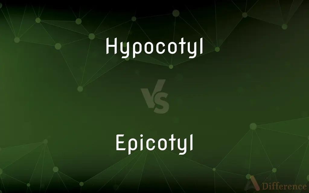 Hypocotyl vs. Epicotyl — What's the Difference?