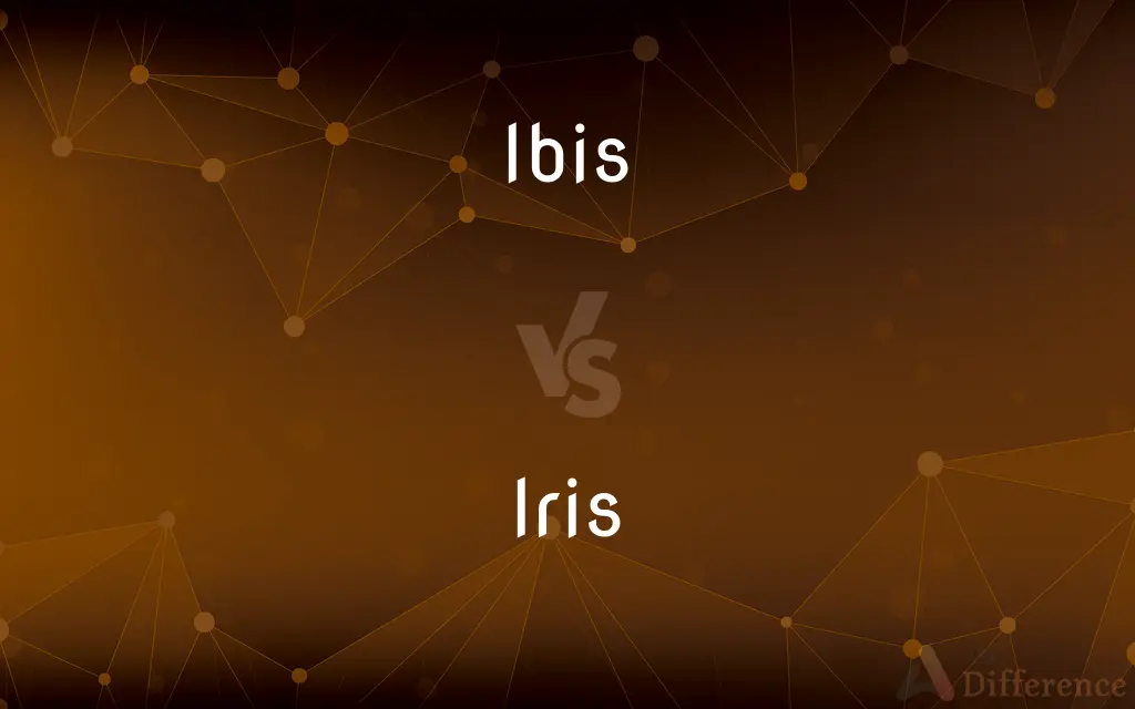 Ibis vs. Iris — What's the Difference?