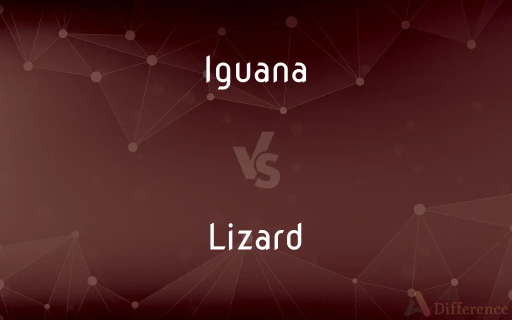 Iguana vs. Lizard — What's the Difference?