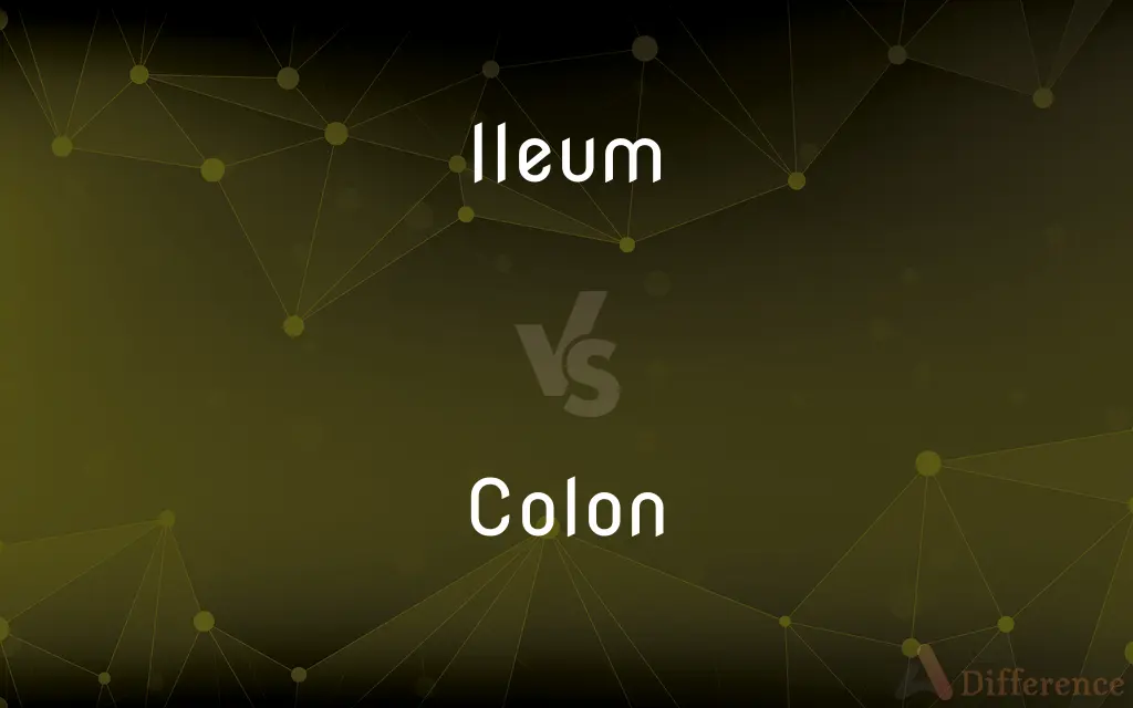 Ileum vs. Colon — What's the Difference?