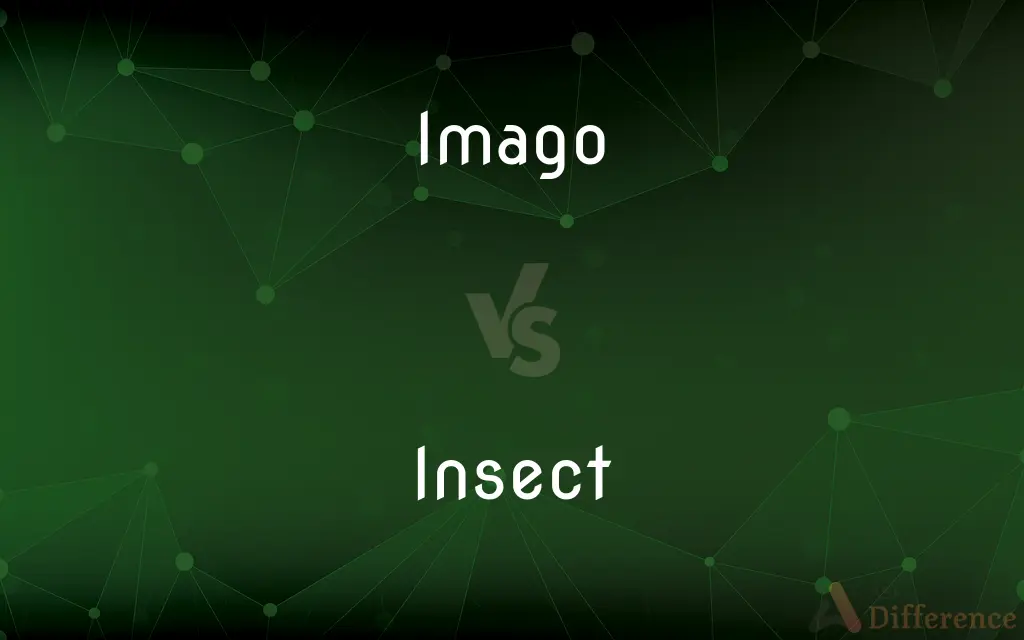 Imago vs. Insect — What's the Difference?