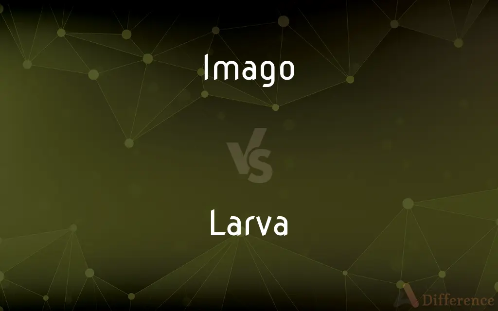 Imago vs. Larva — What's the Difference?