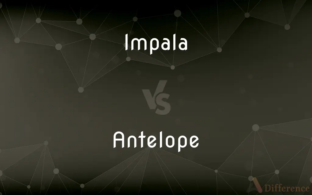 Impala vs. Antelope — What's the Difference?