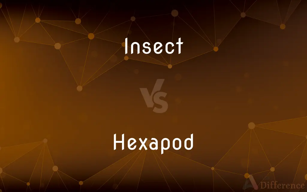 Insect vs. Hexapod — What's the Difference?