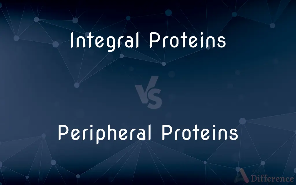 Integral Proteins vs. Peripheral Proteins — What's the Difference?