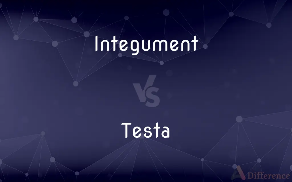 Integument vs. Testa — What's the Difference?
