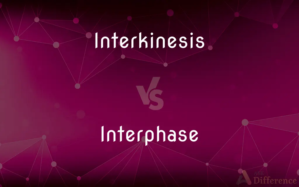 Interkinesis vs. Interphase — What's the Difference?