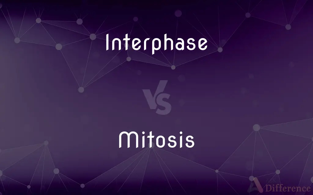Interphase vs. Mitosis — What's the Difference?