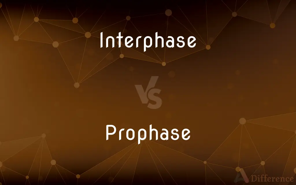 Interphase vs. Prophase — What's the Difference?